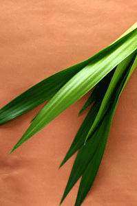 daun-suji