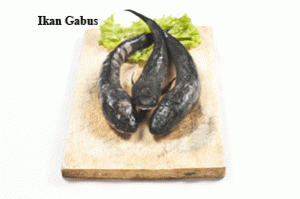 ikan-gabus