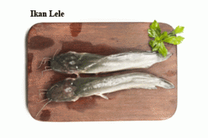 ikan-lele