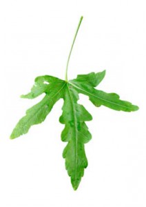 Daun-gedi
